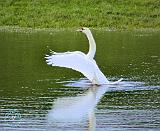 Mute Swan 8P042D-01